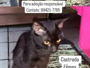 Gato raça  idade 1 ano nome Melissa