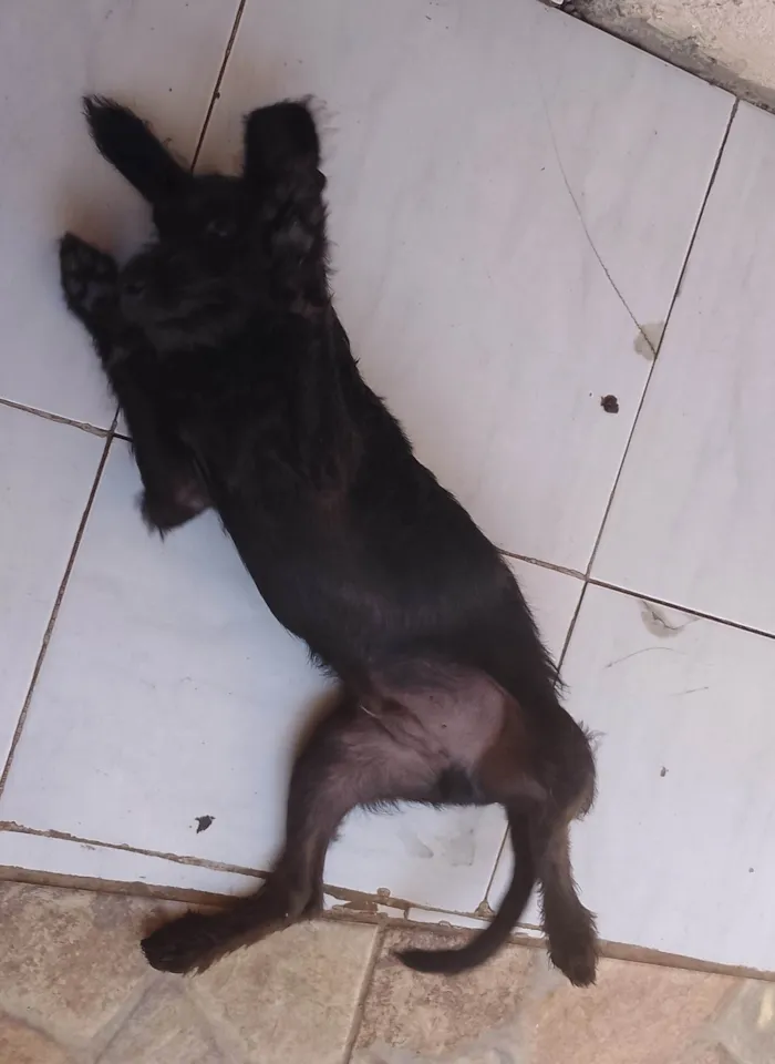 Cachorro ra a SRD-ViraLata idade 7 a 11 meses nome Pantera