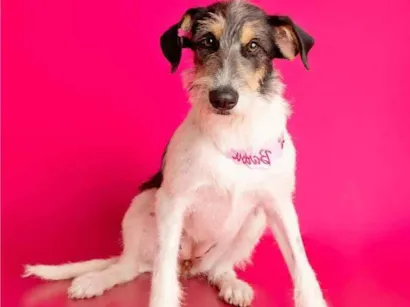 Cachorro raça SRD-ViraLata idade 7 a 11 meses nome Nina
