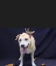 Chuky