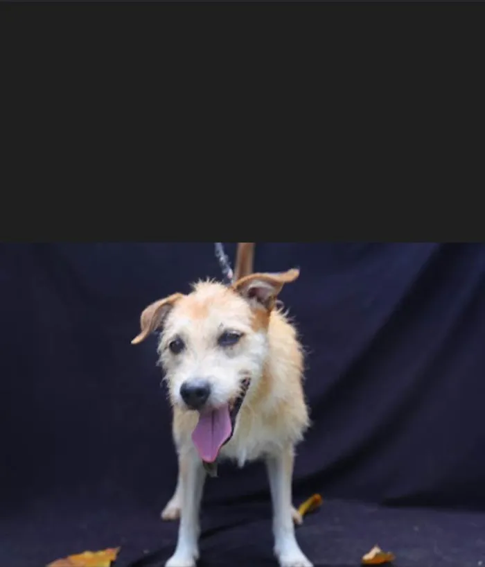 Cachorro ra a SRD-ViraLata idade 5 anos nome Chuky