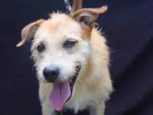 Cachorro raça SRD-ViraLata idade 5 anos nome Chuky