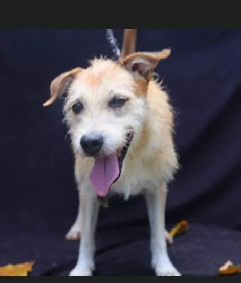 Cachorro ra a SRD-ViraLata idade 5 anos nome Chuky