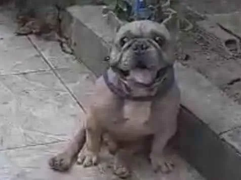 Cachorro ra a Bulldog francês  idade 6 ou mais anos nome Adoção Especial 