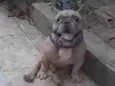 Adoção Especial