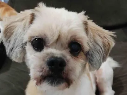 Cachorro raça Lhasa Apso idade 6 ou mais anos nome juca