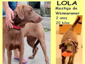 Cachorro raça Weimaraner idade 2 anos nome Lola