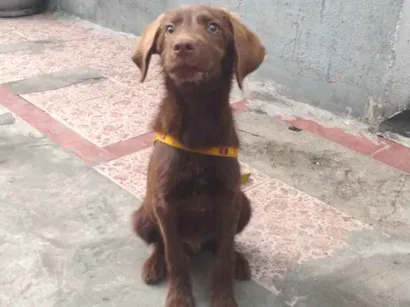 Cachorro raça SRD-ViraLata idade 7 a 11 meses nome Thor