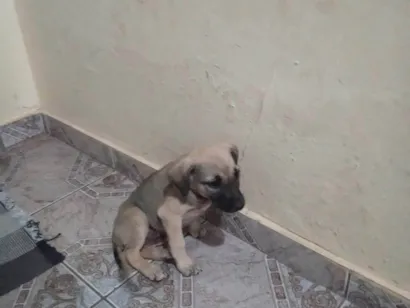 Cachorro raça Não identificado  idade  nome Não tem um nome