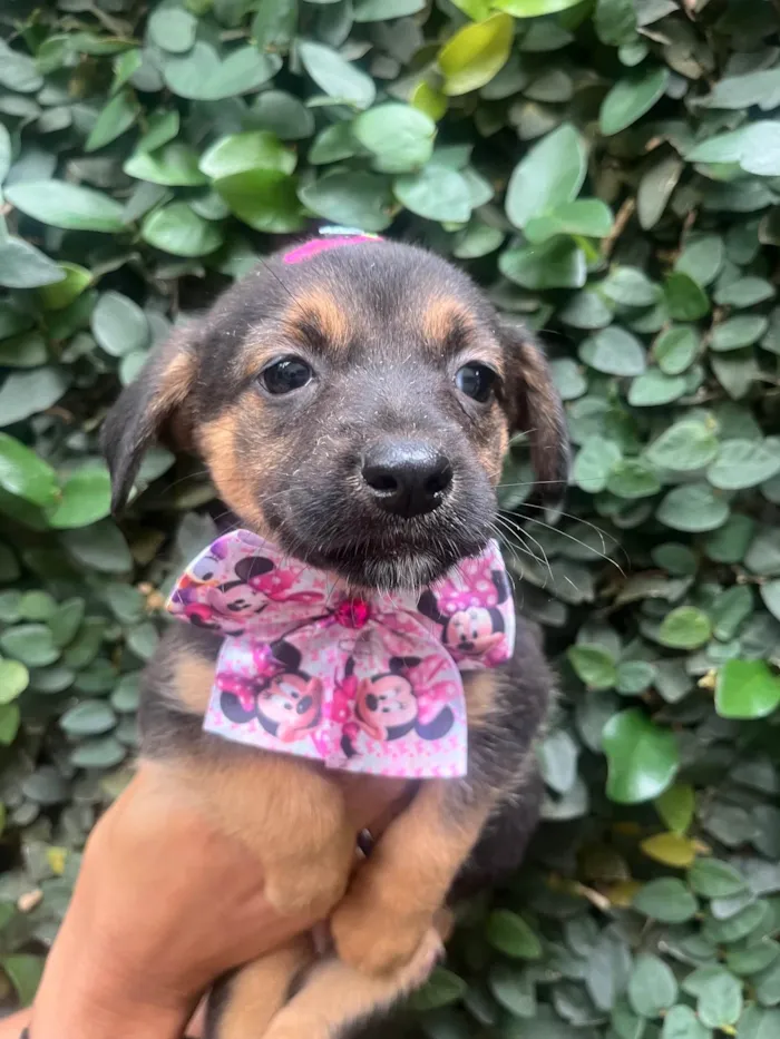 Cachorro ra a SRD-ViraLata idade Abaixo de 2 meses nome Ana Júlia
