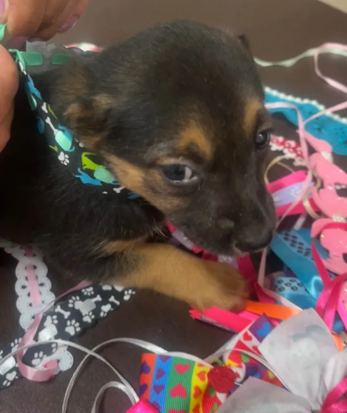 Cachorro ra a SRD-ViraLata idade Abaixo de 2 meses nome Ana Júlia