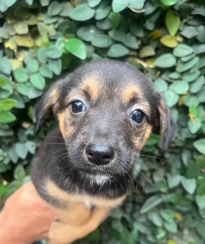 Cachorro ra a SRD-ViraLata idade Abaixo de 2 meses nome Ana Júlia