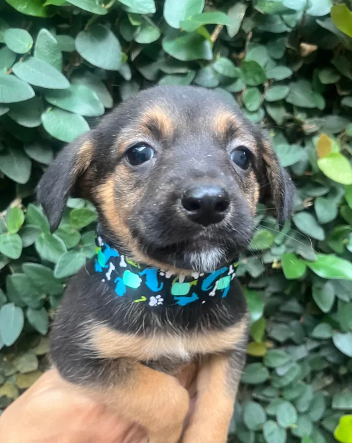 Cachorro ra a SRD-ViraLata idade Abaixo de 2 meses nome Ana Júlia