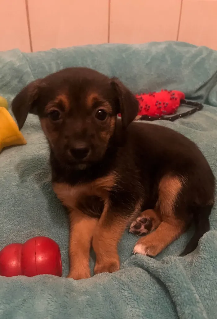 Cachorro ra a SRD-ViraLata idade Abaixo de 2 meses nome Ana Júlia