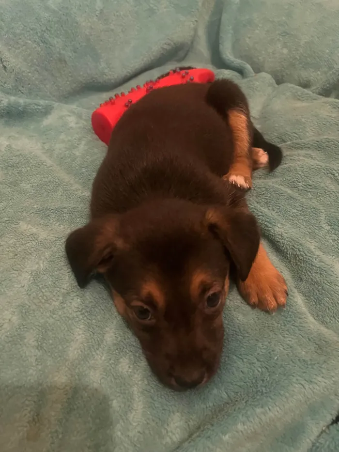 Cachorro ra a SRD-ViraLata idade Abaixo de 2 meses nome Ana Júlia