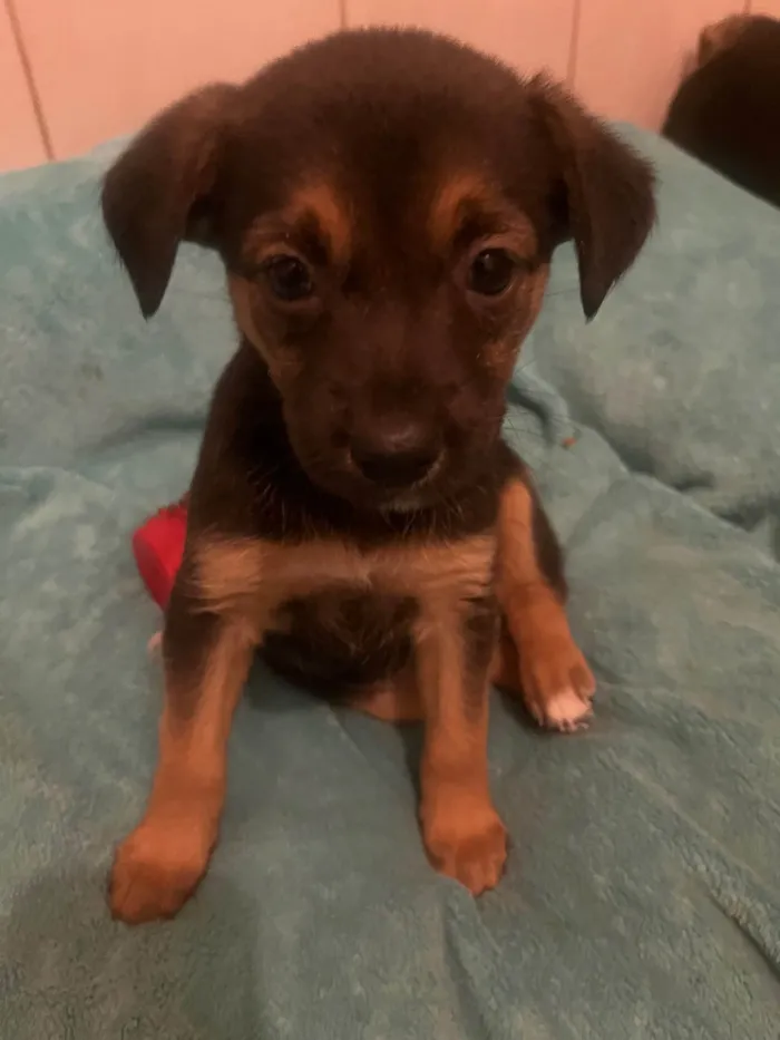Cachorro ra a SRD-ViraLata idade Abaixo de 2 meses nome Ana Júlia