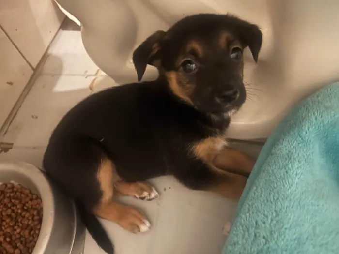 Cachorro ra a SRD-ViraLata idade Abaixo de 2 meses nome Ana Júlia