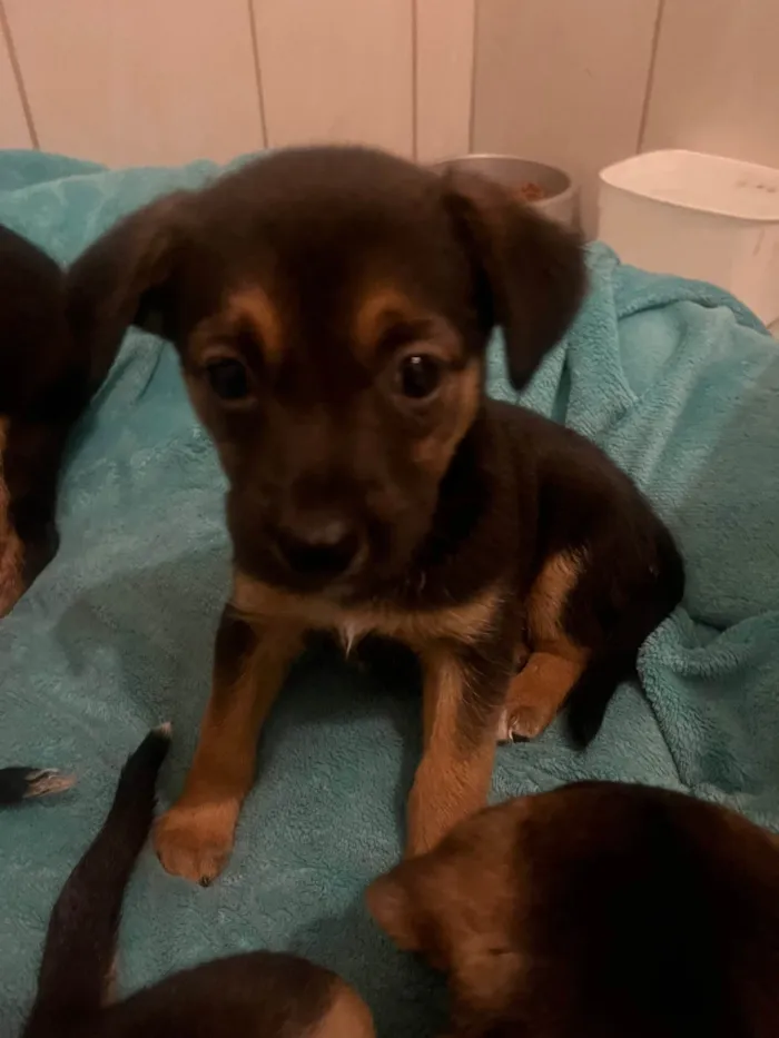 Cachorro ra a SRD-ViraLata idade Abaixo de 2 meses nome Ana Júlia