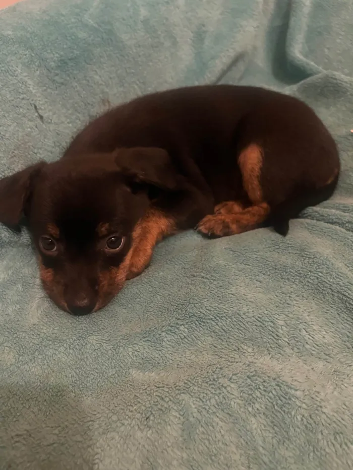 Cachorro ra a SRD-ViraLata idade Abaixo de 2 meses nome Ana Júlia