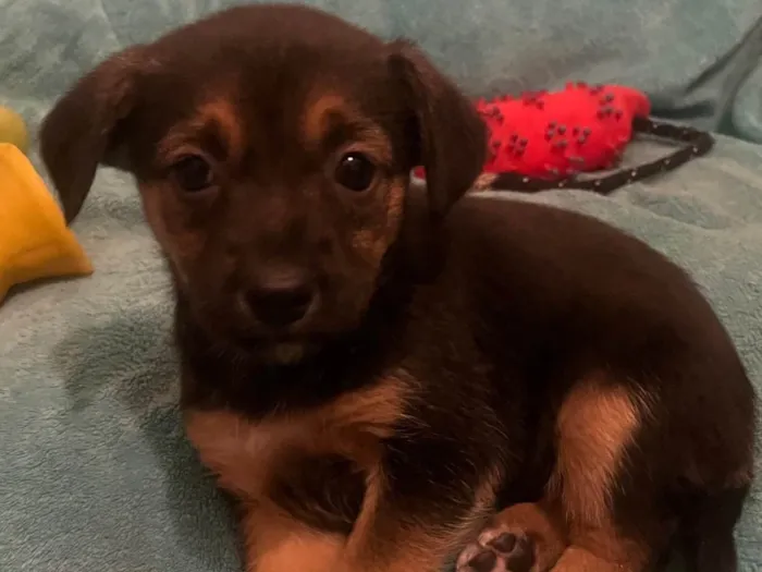 Cachorro ra a SRD-ViraLata idade Abaixo de 2 meses nome Ana Júlia