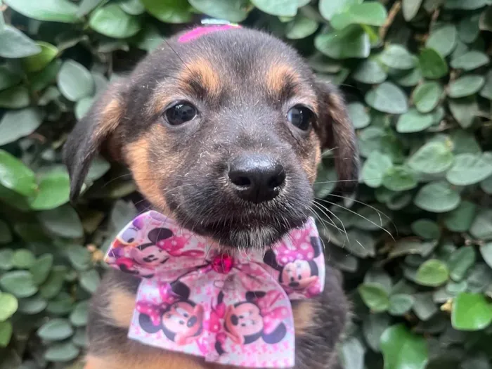 Cachorro ra a SRD-ViraLata idade Abaixo de 2 meses nome Ana Júlia