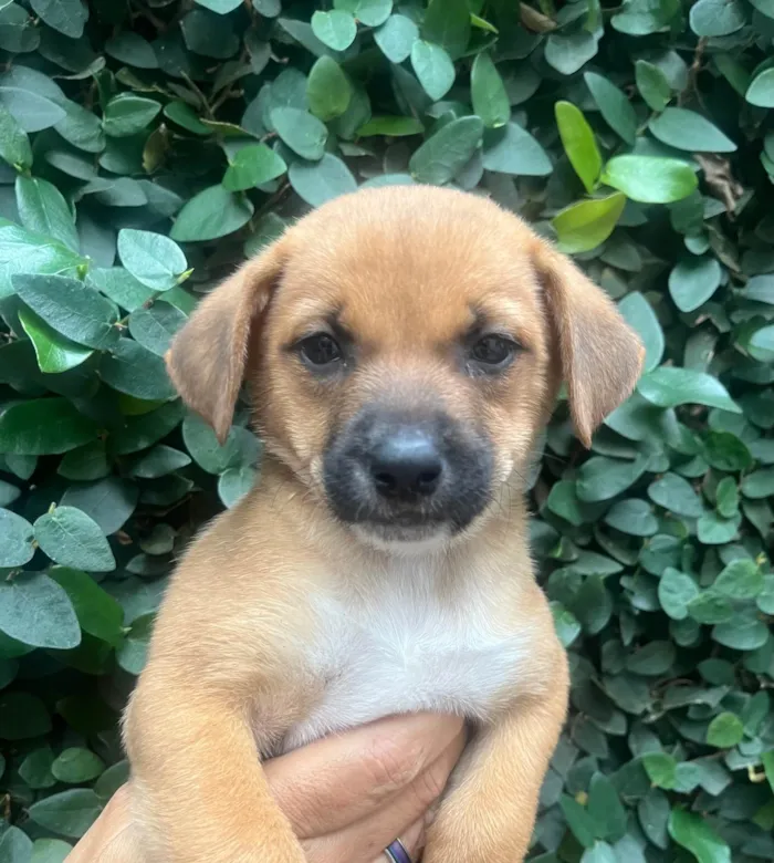Cachorro ra a SRD-ViraLata idade Abaixo de 2 meses nome Ana Laura