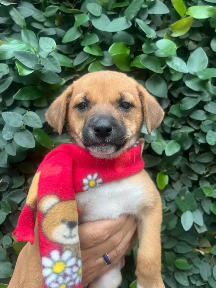 Cachorro ra a SRD-ViraLata idade Abaixo de 2 meses nome Ana Laura