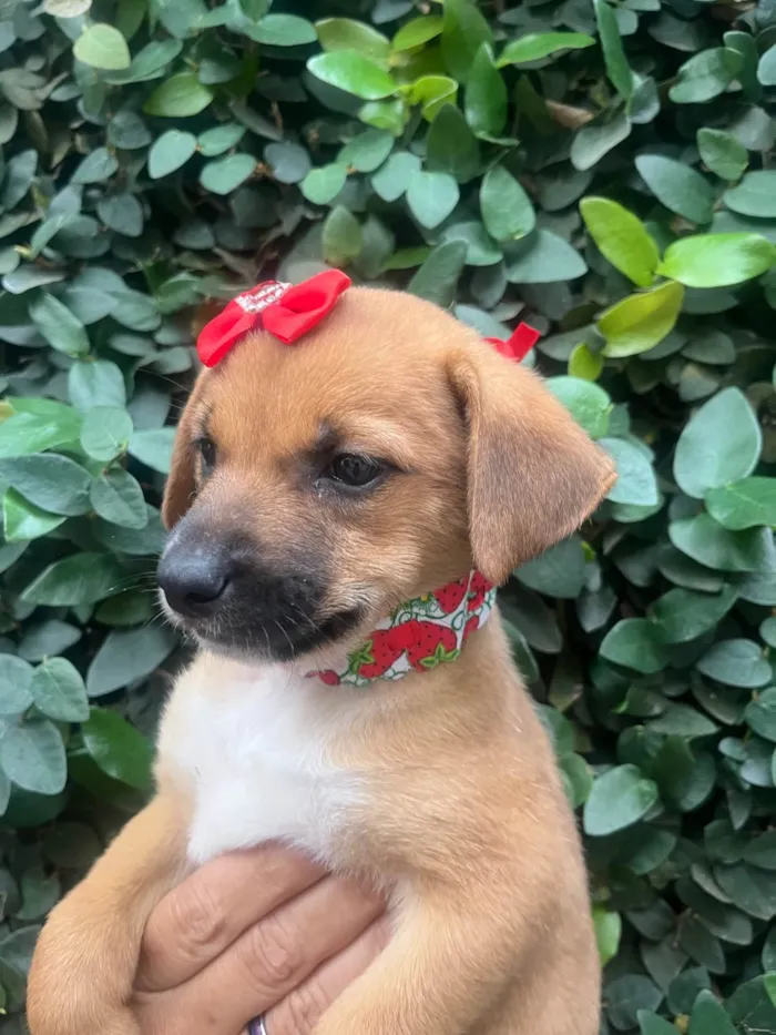 Cachorro ra a SRD-ViraLata idade Abaixo de 2 meses nome Ana Laura