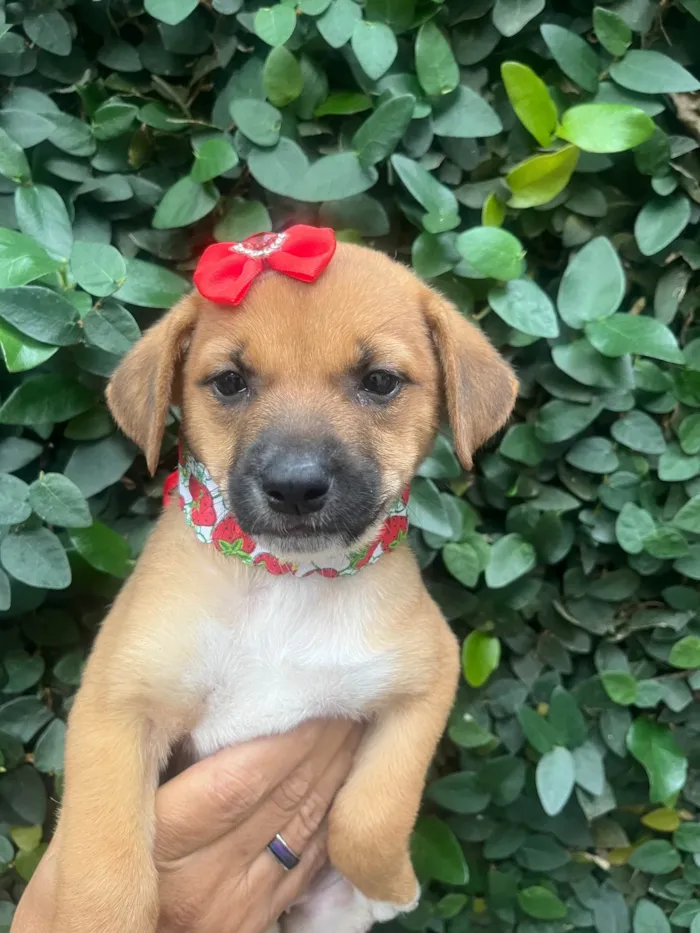 Cachorro ra a SRD-ViraLata idade Abaixo de 2 meses nome Ana Laura