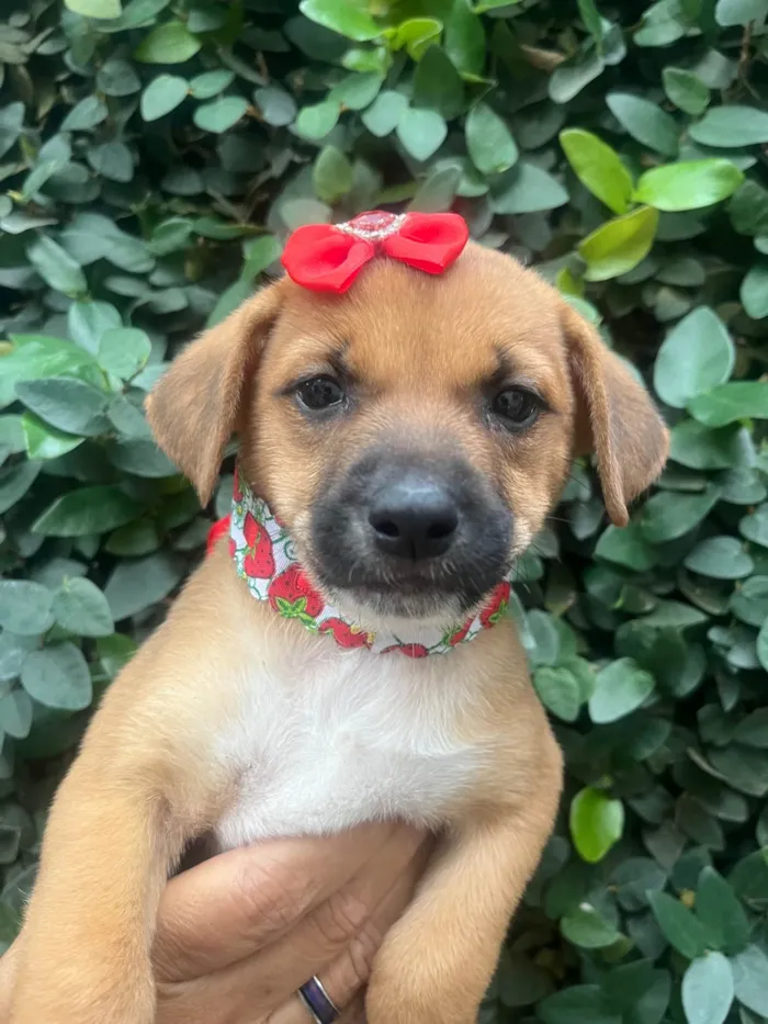 Cachorro ra a SRD-ViraLata idade Abaixo de 2 meses nome Ana Laura