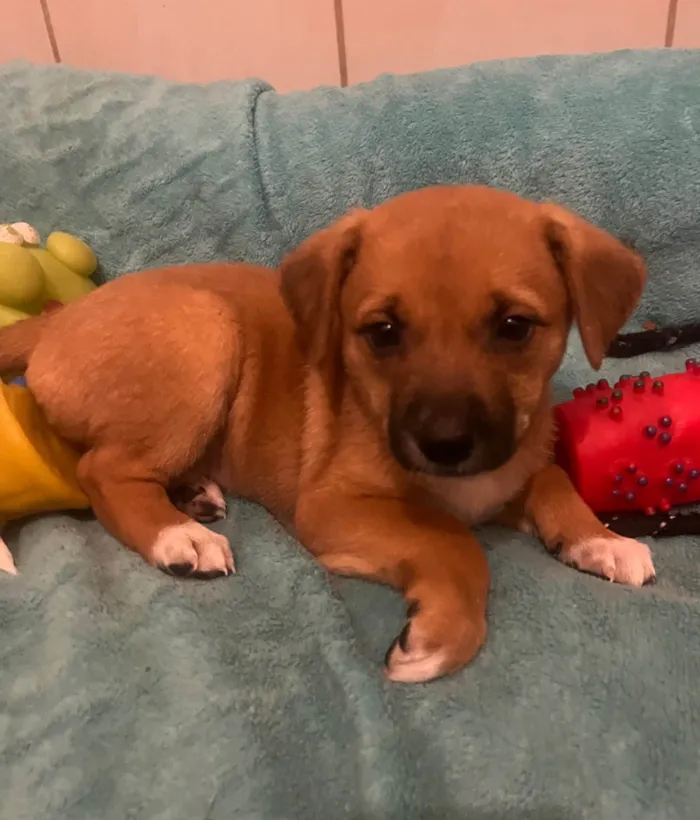 Cachorro ra a SRD-ViraLata idade Abaixo de 2 meses nome Ana Laura