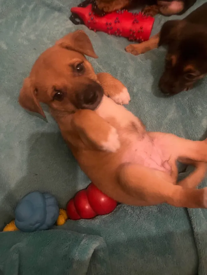 Cachorro ra a SRD-ViraLata idade Abaixo de 2 meses nome Ana Laura