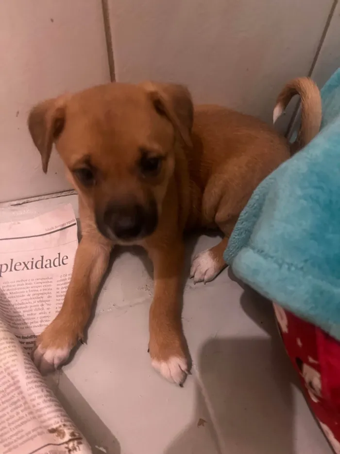 Cachorro ra a SRD-ViraLata idade Abaixo de 2 meses nome Ana Laura