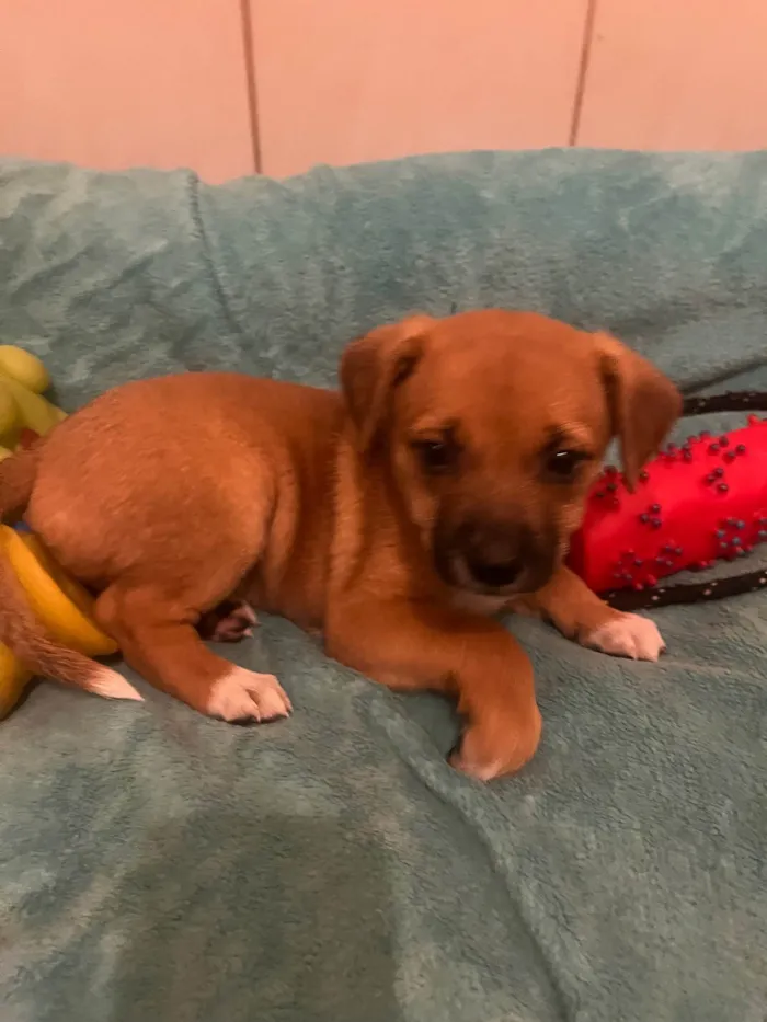 Cachorro ra a SRD-ViraLata idade Abaixo de 2 meses nome Ana Laura