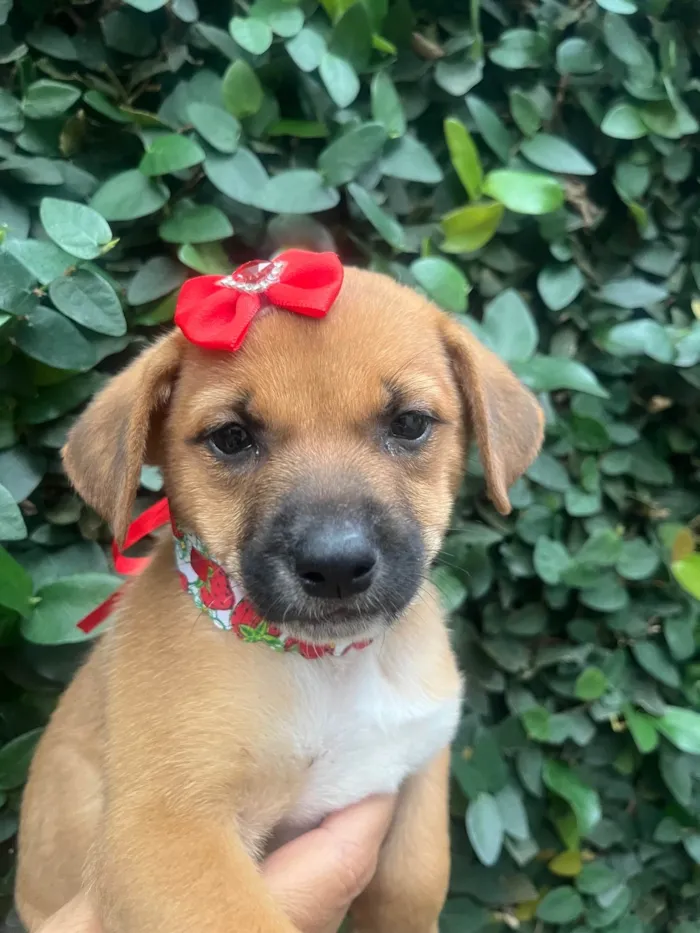 Cachorro ra a SRD-ViraLata idade Abaixo de 2 meses nome Ana Laura