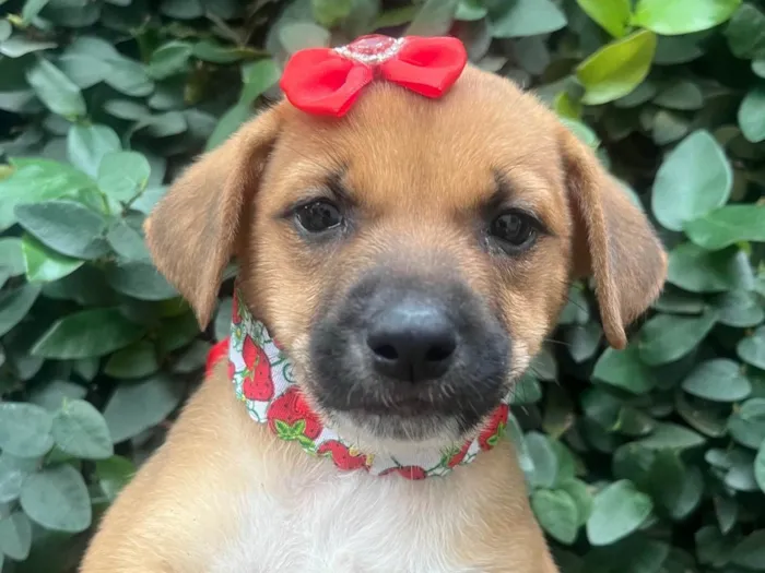 Cachorro ra a SRD-ViraLata idade Abaixo de 2 meses nome Ana Laura