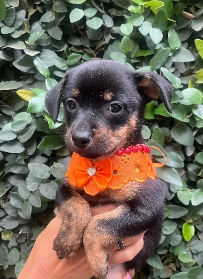 Cachorro ra a SRD-ViraLata idade Abaixo de 2 meses nome Ana Lúcia