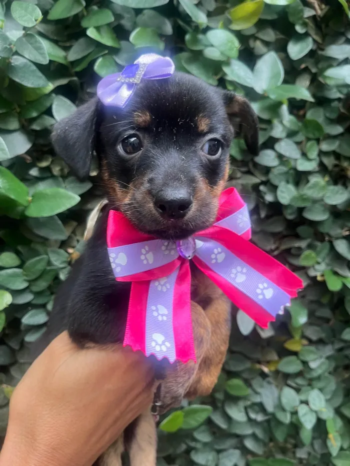 Cachorro ra a SRD-ViraLata idade Abaixo de 2 meses nome Ana Lúcia