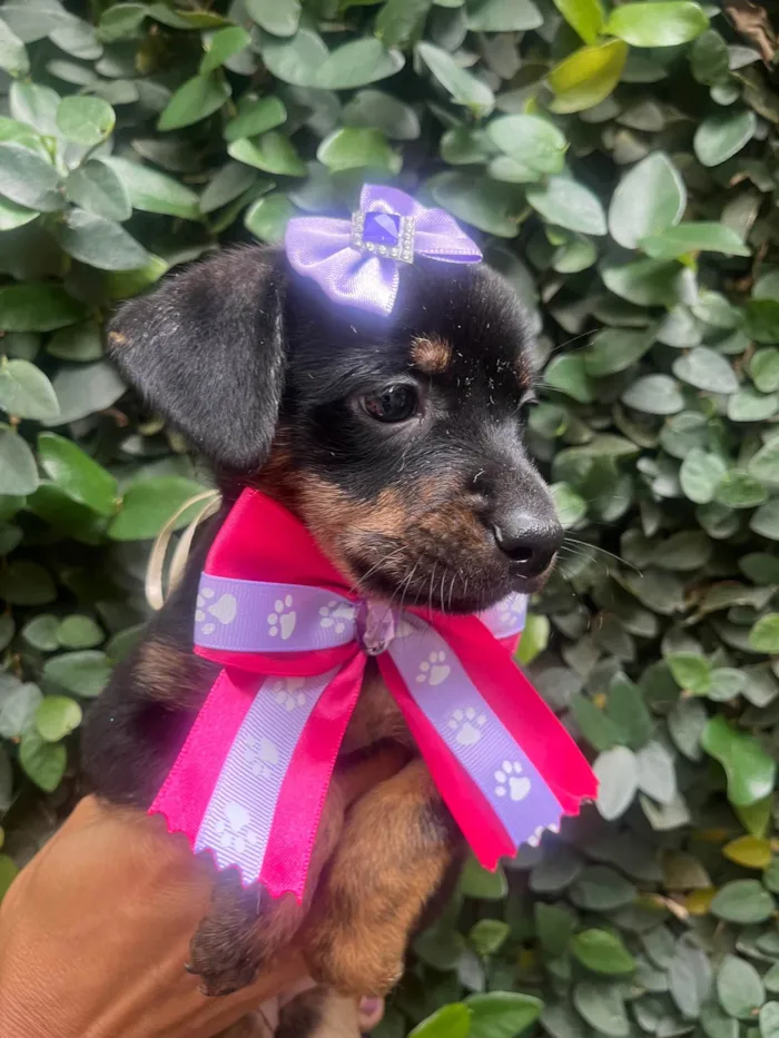 Cachorro ra a SRD-ViraLata idade Abaixo de 2 meses nome Ana Lúcia