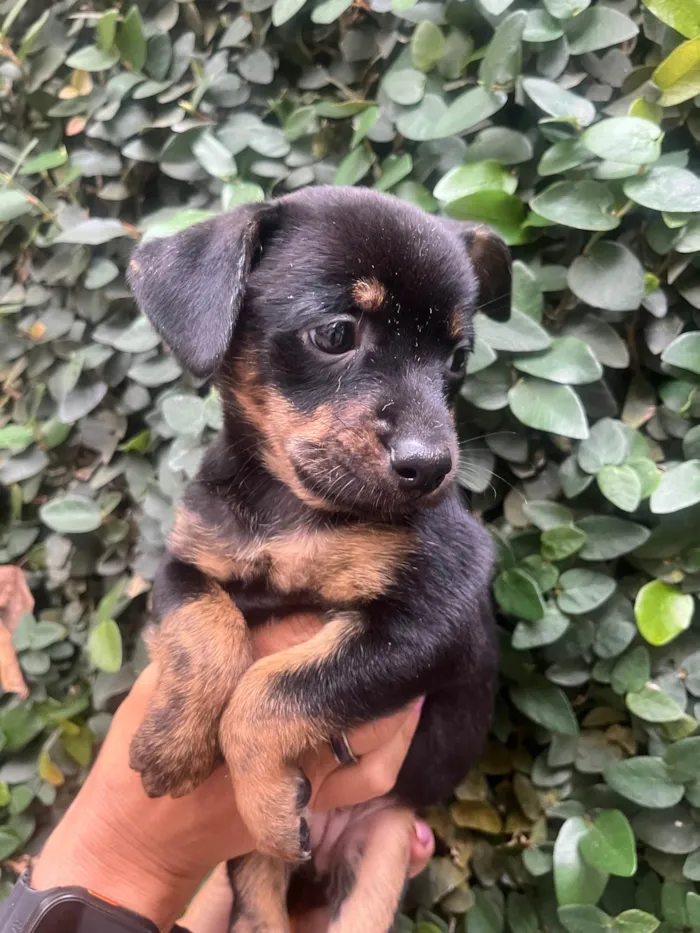 Cachorro ra a SRD-ViraLata idade Abaixo de 2 meses nome Ana Lúcia