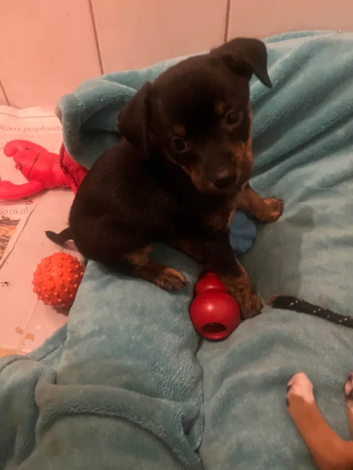 Cachorro ra a SRD-ViraLata idade Abaixo de 2 meses nome Ana Lúcia
