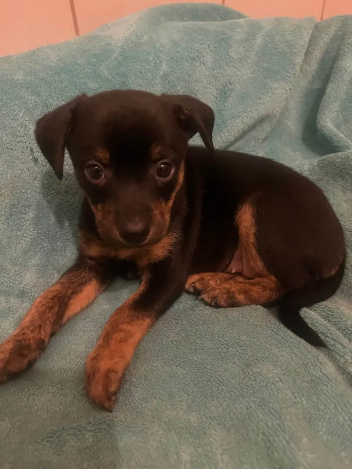 Cachorro ra a SRD-ViraLata idade Abaixo de 2 meses nome Ana Lúcia