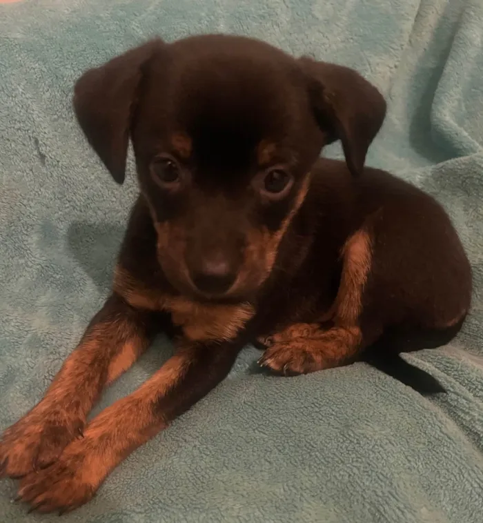 Cachorro ra a SRD-ViraLata idade Abaixo de 2 meses nome Ana Lúcia