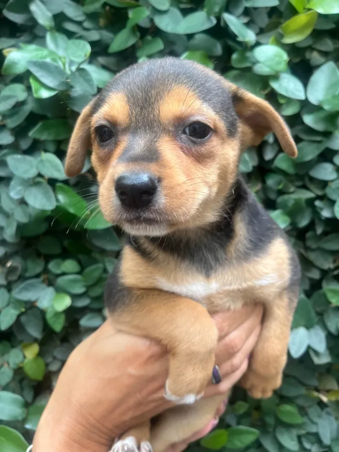 Cachorro ra a SRD-ViraLata idade Abaixo de 2 meses nome Ana Clara