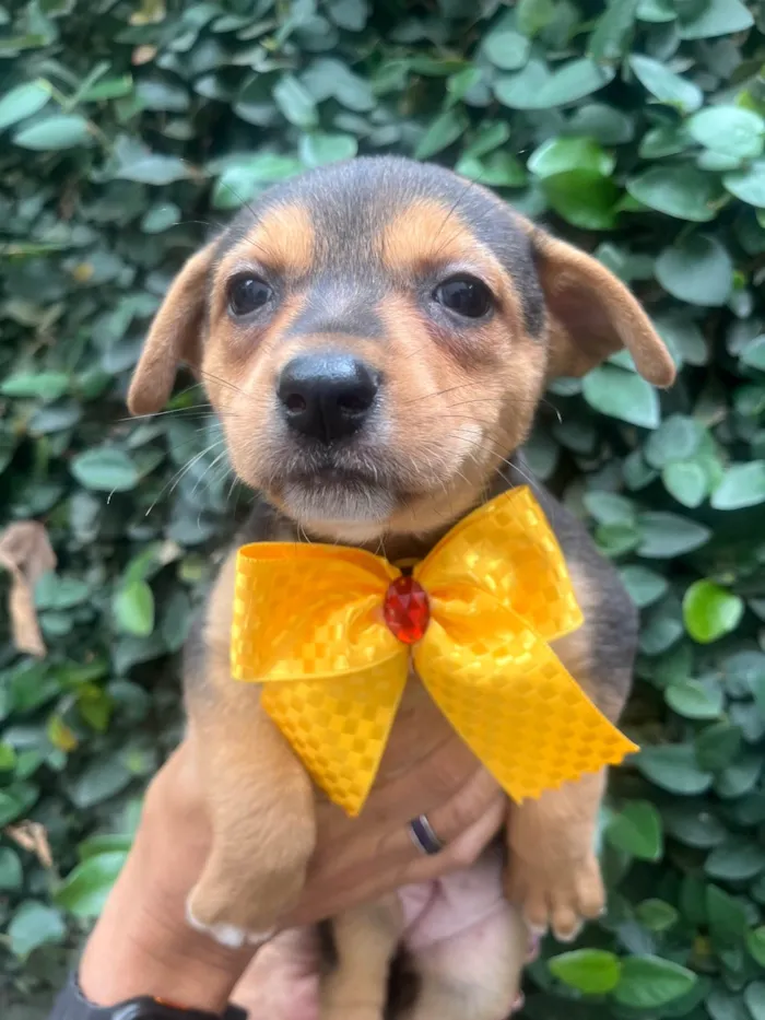 Cachorro ra a SRD-ViraLata idade Abaixo de 2 meses nome Ana Clara