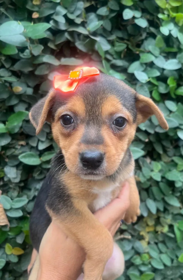 Cachorro ra a SRD-ViraLata idade Abaixo de 2 meses nome Ana Clara