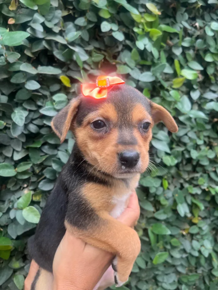 Cachorro ra a SRD-ViraLata idade Abaixo de 2 meses nome Ana Clara