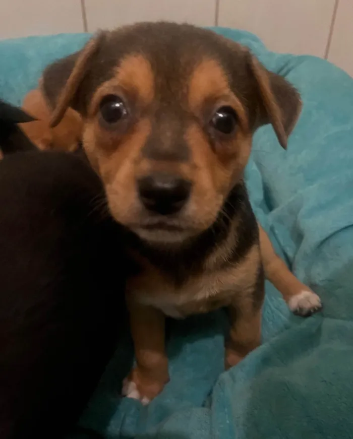 Cachorro ra a SRD-ViraLata idade Abaixo de 2 meses nome Ana Clara