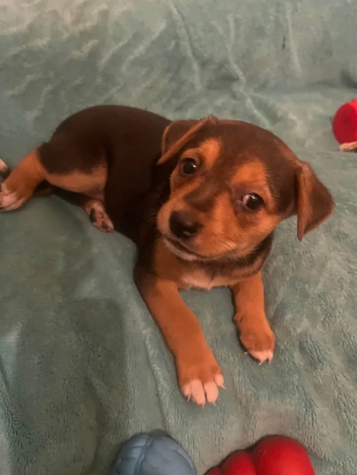 Cachorro ra a SRD-ViraLata idade Abaixo de 2 meses nome Ana Clara