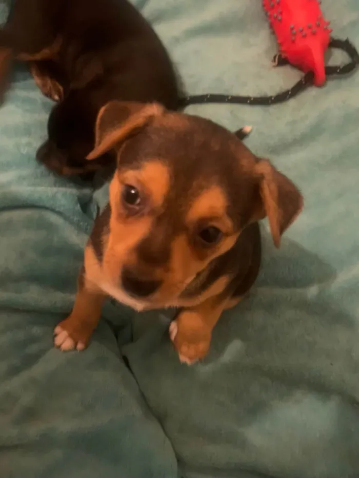 Cachorro ra a SRD-ViraLata idade Abaixo de 2 meses nome Ana Clara